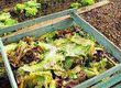 Minimising Food Waste: Composting