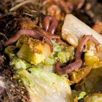 Compost Worms Worm Composting Composting
